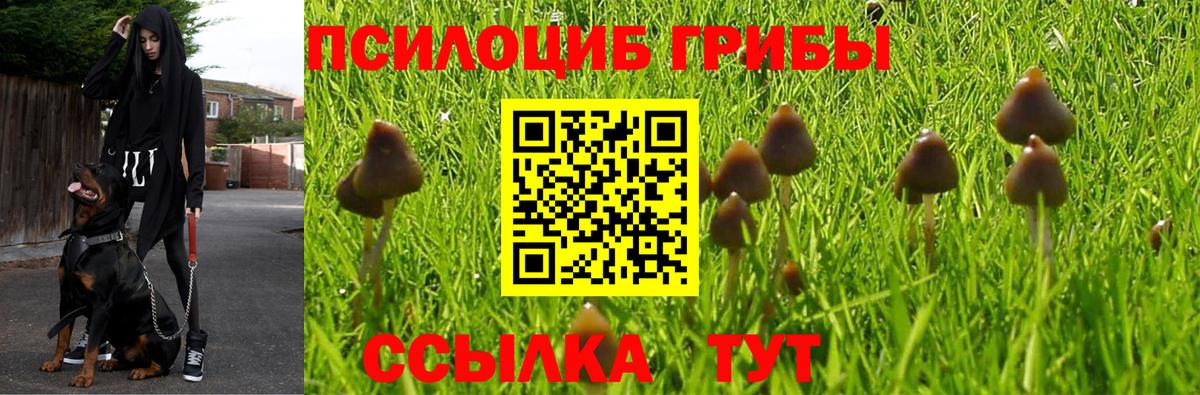 Псилоцибиновые грибы Psilocybine cubensis Ленинск-Кузнецкий